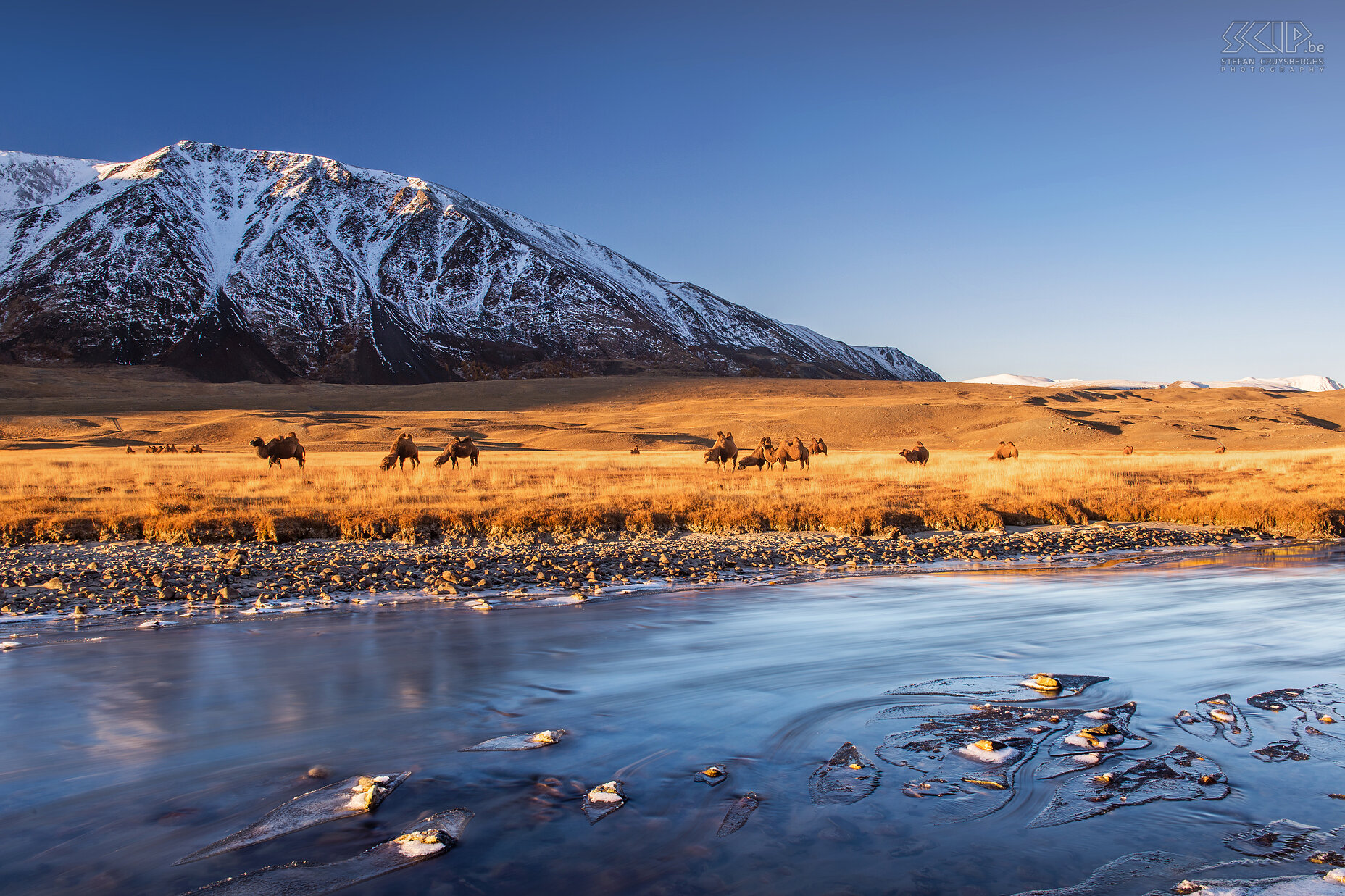 Altai Tavan Bogd - Zonsopgang - Kamelen Een zeer koude ochtend in Altai Tavan Bogd nationaal park. Ik stond voor zonsopgang op om wat foto’s met lange belichting van de rivier en het drijvende ijs te maken. Er was ook een kudde kamelen van de Tuvan nomaden die in deze regio wonen. Dus besloot ik om twee foto's te maken; één met lange sluitertijd met mijn ND-filter en een foto met een korte sluitertijden om de kamelen scherp te krijgen. Thuis combineerde ik beide foto's en dit is het resultaat. Stefan Cruysberghs